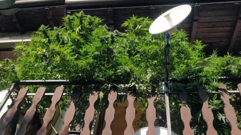 Grumello, coltivava marijuana tra balcone e giardino: sequestrati 50 chili