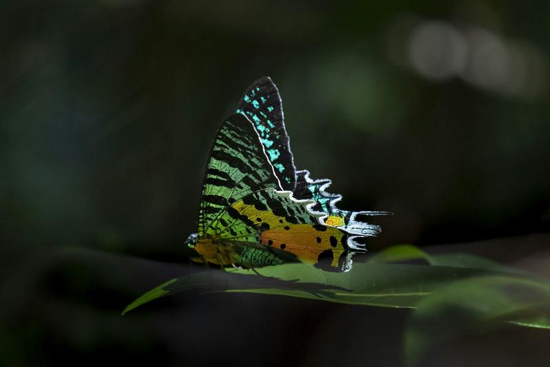 What’s the difference between moths and butterflies? Look at their antennae