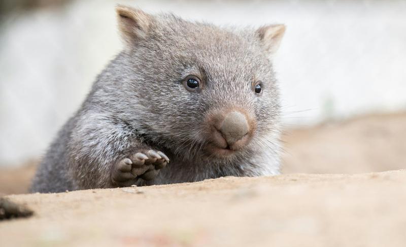 Whiskers for warrens: why wombats have such whiskery snouts