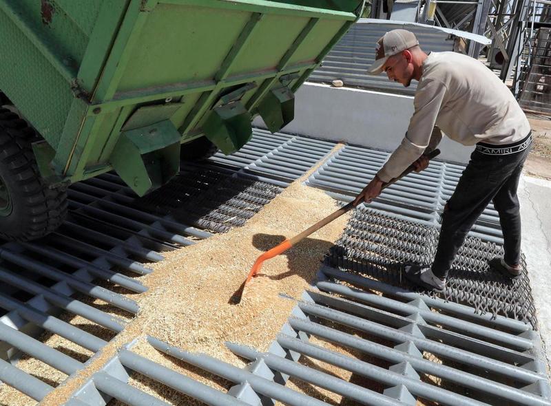 Grano duro, prezzi crollati. Coldiretti suona l’allarme: 
