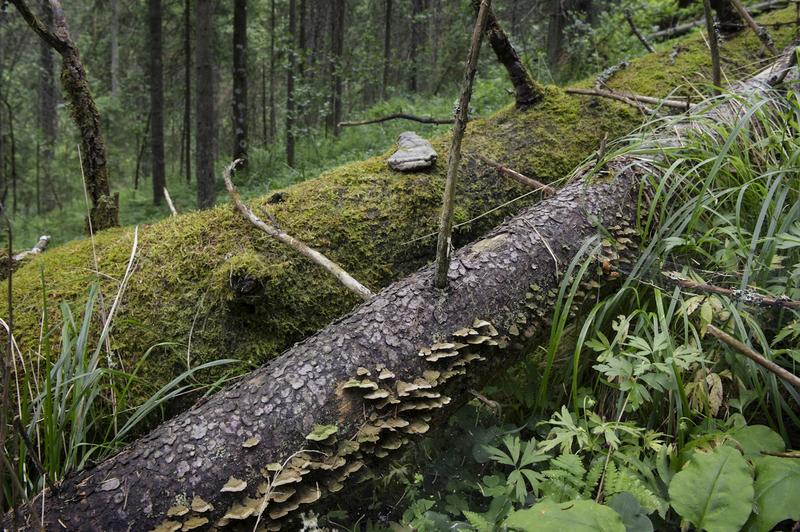 Metsiensuojelu | Microsoftin miljoonilla suojellaan kuntien metsää, jota tuskin olisi muutenkaan hakattu