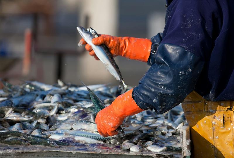 Half the UK’s fish stocks are overfished – but the evidence shows how they can be revived