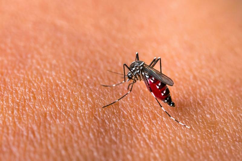 First evidence in the UK of breeding aegypti mosquito – the main spreader of dengue, chikungunya and Zika