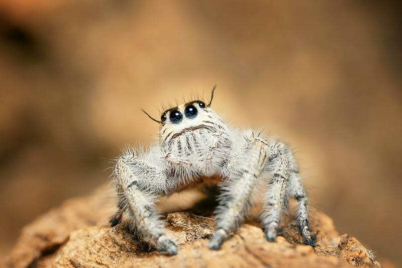 How does the world look through a spider’s eyes?