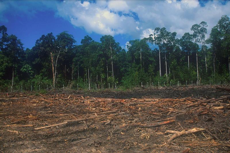 The alleged British links to mass deforestation and displacement in a conflict few have even heard of