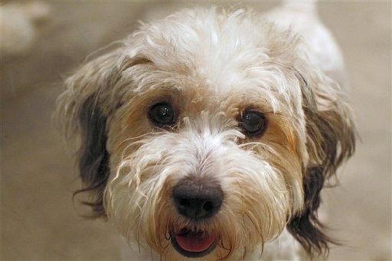 Banning Pet Sales