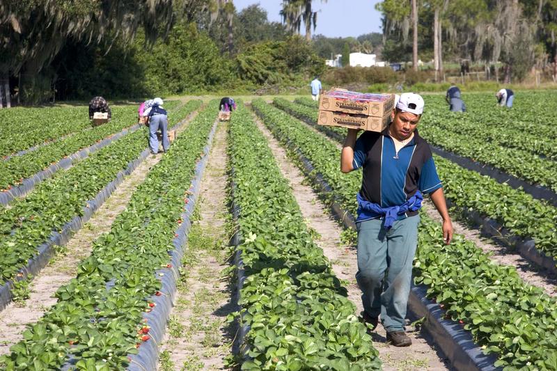 Trump's Labor Department Admits That Trump's Immigration Crackdown Is Causing a Shortage of Farm Workers