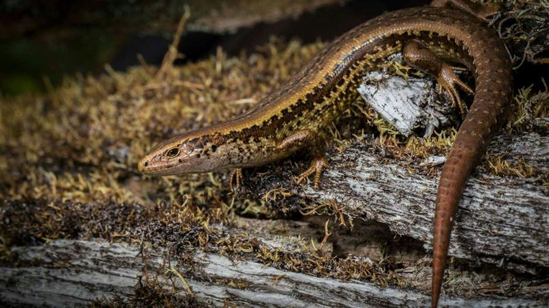 NZ’s native lizards are at risk from land development – future policy must ensure better protection