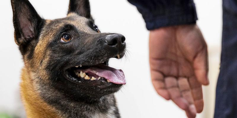 Nicht traurig sein, dass Elch Emil weg ist: Jetzt kommen die Datenhunde!