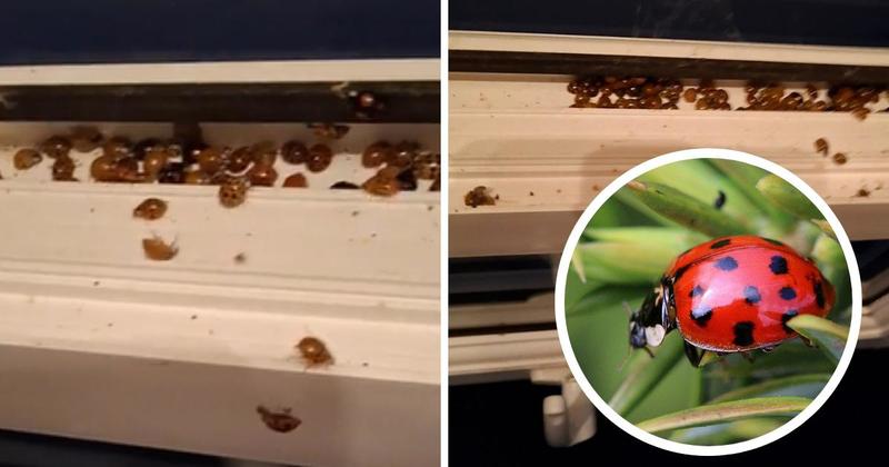 Swarms of ladybirds spotted in homes across Norfolk