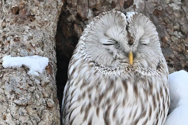 VOX POPULI: Give a hoot, owls shouldn’t be kept as pets or at themed cafes