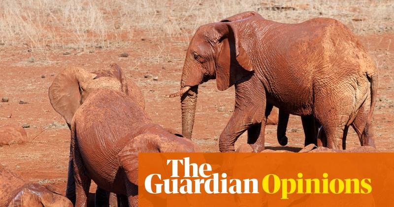 Dogs name toys while elephants name each other. Animal language is more complex than we imagine