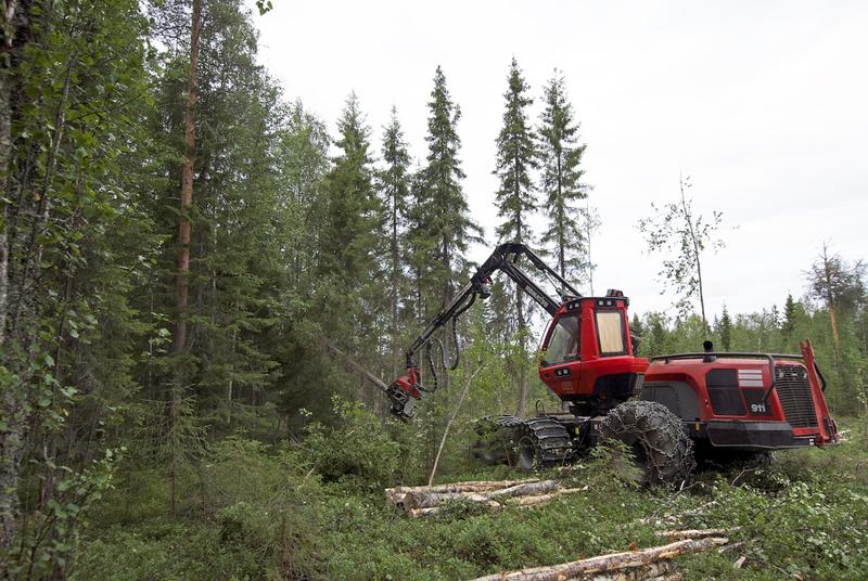 Politiikka | Lukijalta: Jatkuvan kasvatuksen yleistyminen uhkaa metsien kasvua ja luontoarvoja
