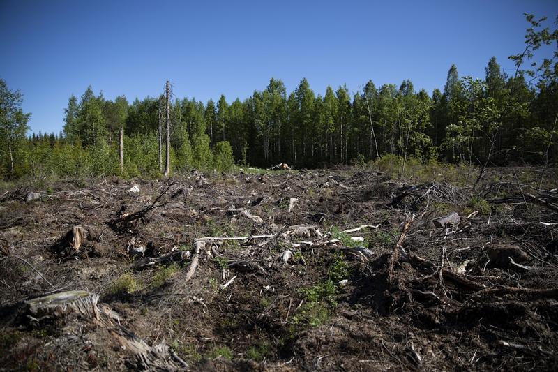 Politiikka | Lukijalta: Avohakkuiden kieltäminen olisi yltiöälytöntä