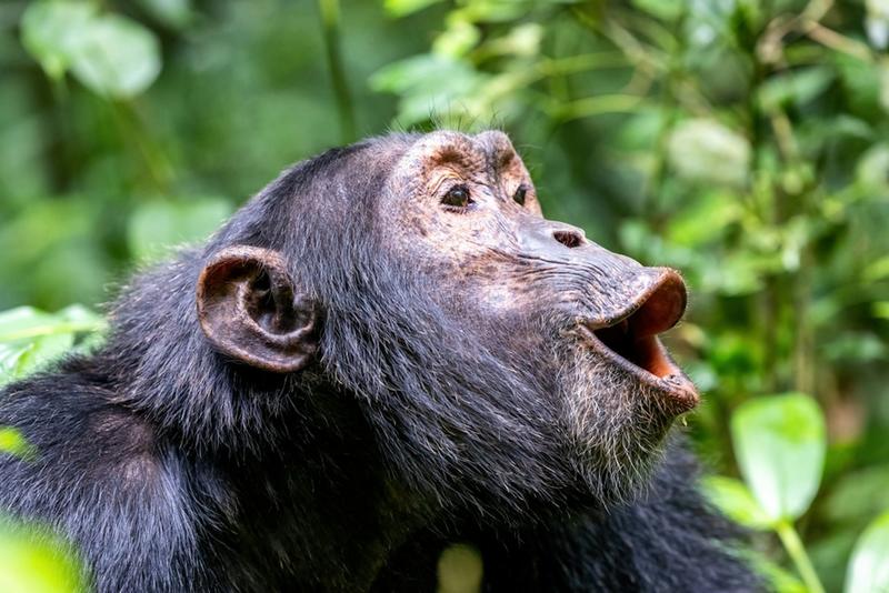 When chimps helped cool the planet