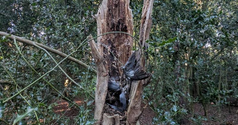 The Catton witch project? Ramblers startled by macabre displays