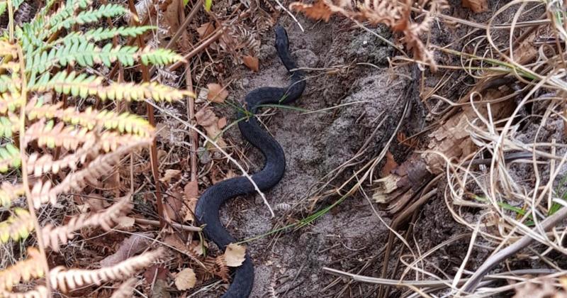 Rare black adder pictured in Norfolk woodland