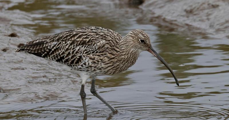 Rare bird spotted wading across north Norfolk coast