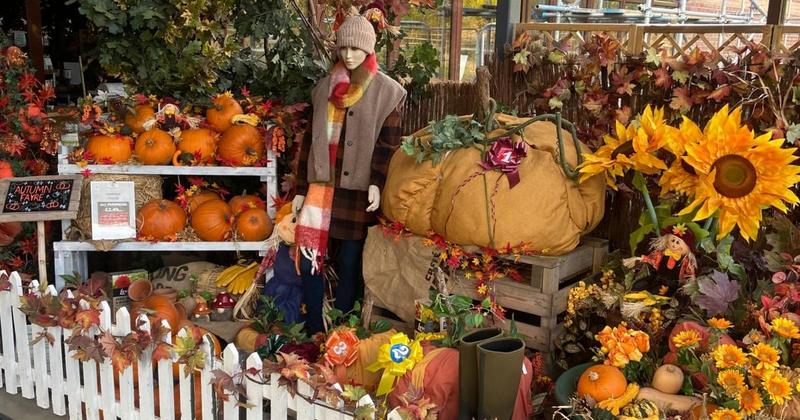Pumpkin patch opens at Norfolk garden centre