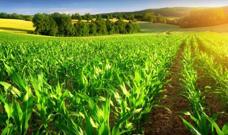 A Tax Break That Could Transform Kashmir’s Fields