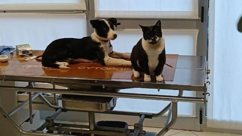 Vis, tifosi in trasferta dal cuore d’oro: salvano cane abbandonato in autogrill