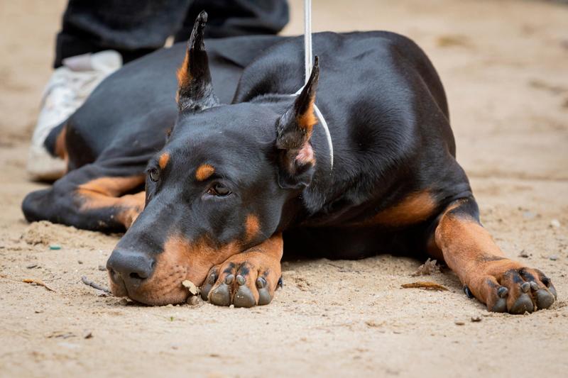 Cane ridotto pelle e ossa nel bagagliaio: proprietario denunciato