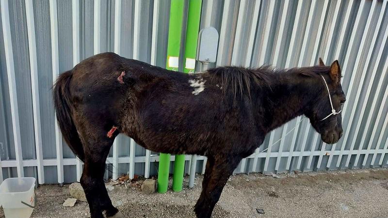 Cavallo ferito trascinatoÂ con l'auto sull'asfalto e poi abbandonato: denunciatoÂ ex consigliere comunale VD