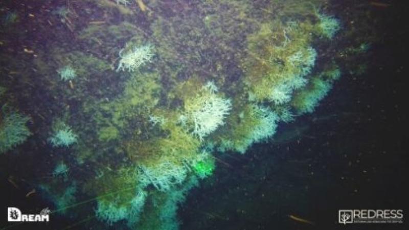 Una scogliera corallina nel Golfo di Napoli: Â«Parete estesa e antica: specie di tale entitÃ  sono rare nel MediterraneoÂ» | Il video