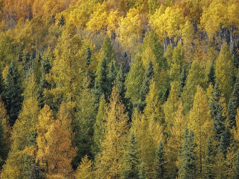 On the Road: Where the tamaracks glow