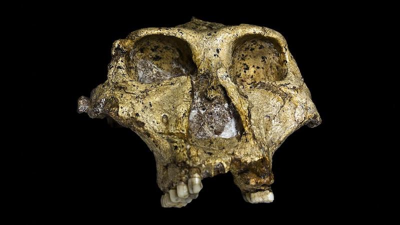 Paranthropus And The Greatest Whodunit Of All Time – OpEd