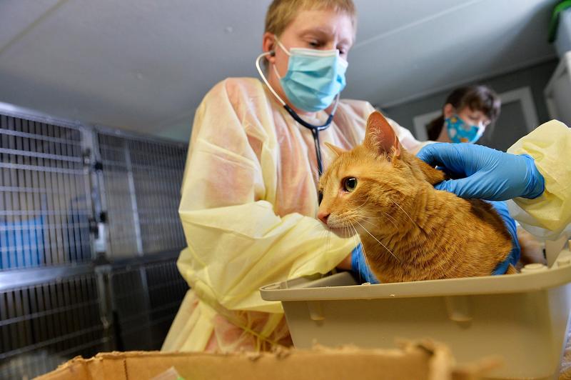 Newsom signs law banning 'cruel' cat procedure