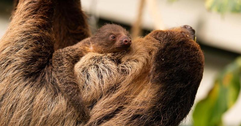 WATCH: New footage of 'adorable' sloth pup born in Norfolk