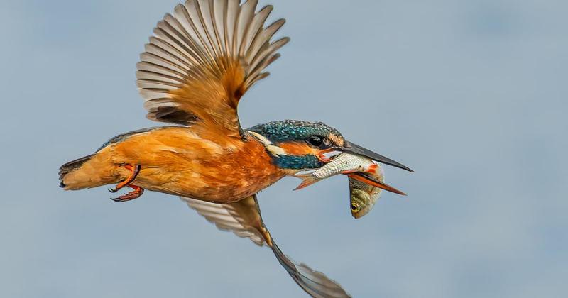 Stunning photo captures protected bird at Norfolk moor
