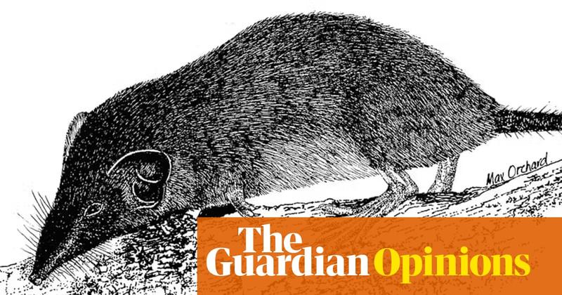 And then there were none: Australia’s only shrew declared extinct