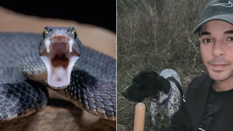Cane morso dalla vipera: “Era come paralizzato, ma siamo riusciti a salvarlo”