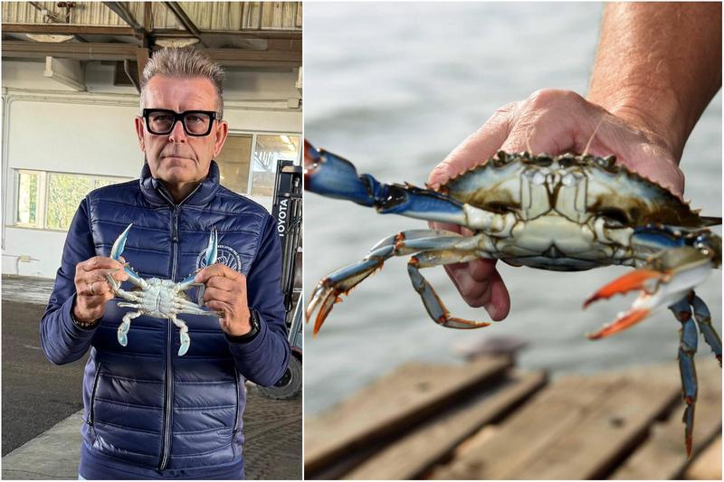 Il granchio blu diventa cibo per gatti. “Così si apre un mondo”