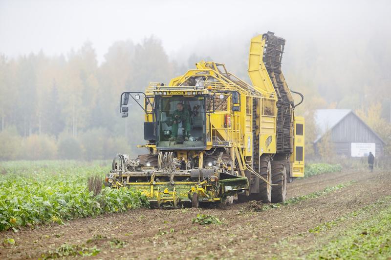 Elintarviketeollisuus | Lukijalta: Vain puolet suomalaisten syömästä sokerista on kotimaista – omavaraisuutta pitäisi parantaa