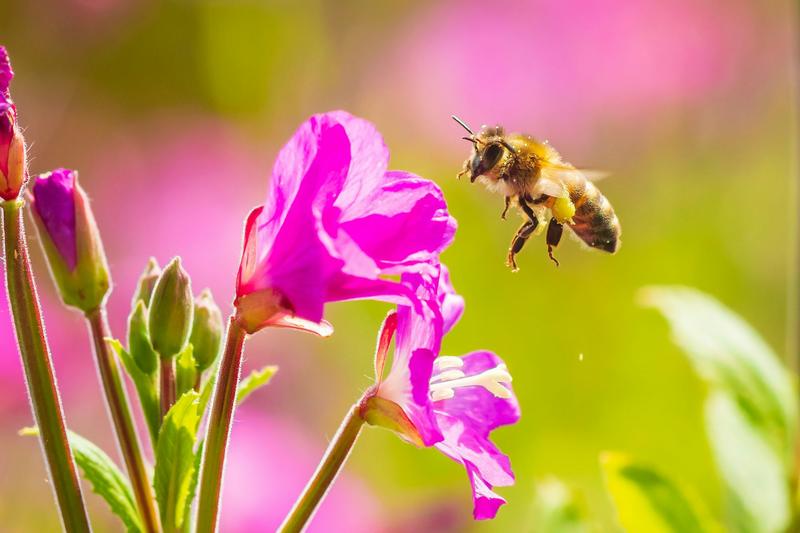Wild honeybees now officially listed as endangered in the EU