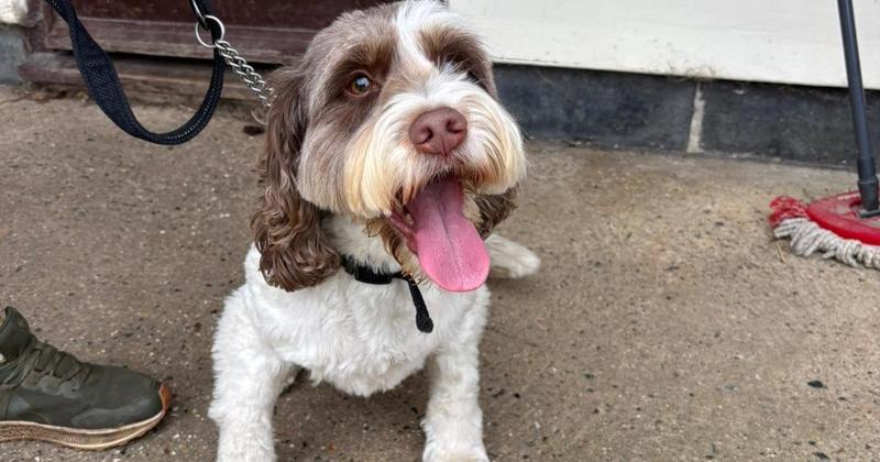 Dog who has been returned to rescue centre twice in need of new home