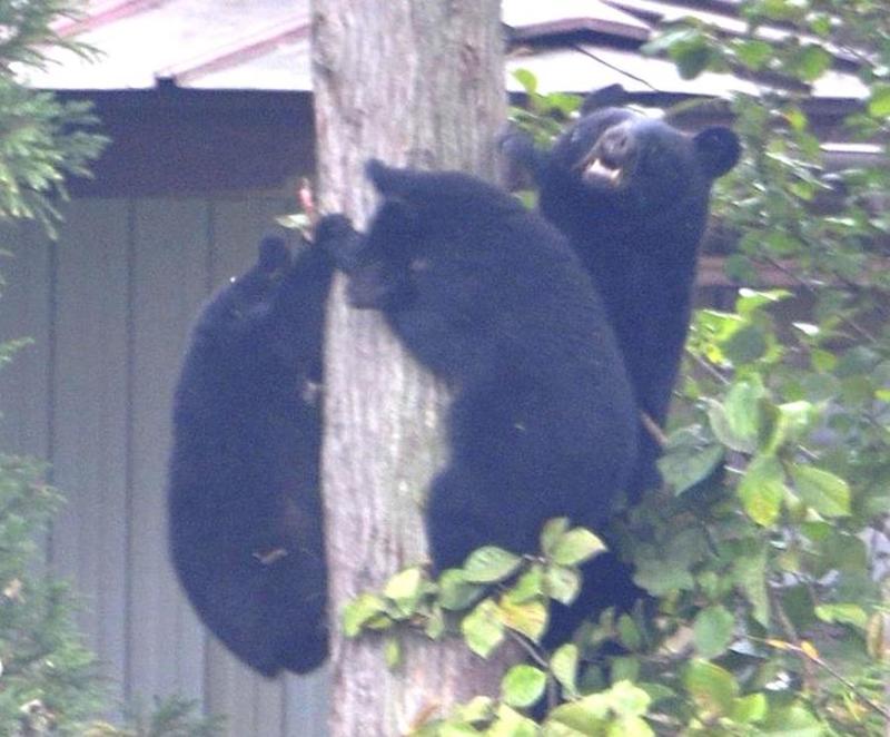 Japan has a bear problem Japan has a bear problem