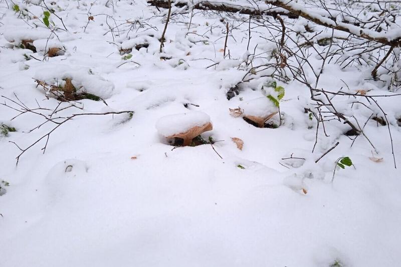 «Одежда наизнанку»: пропажа семьи Усольцевых заставила вспомнить о странных поверьях