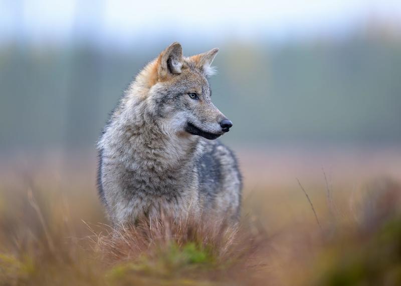 Wolves have returned to Denmark, and not everyone is happy about it
