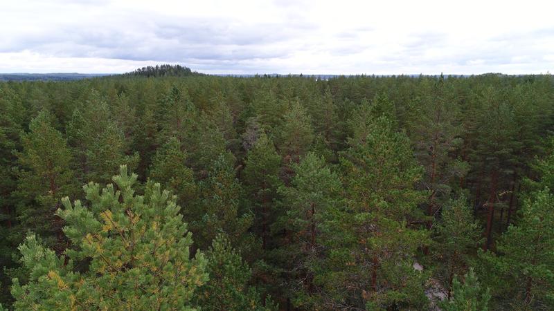 Metsänhoito | Lukijalta: En ole havainnut lisääntynyttä mäntyjen harsuuntumista – kuusissa sen sijaan on tuhoja