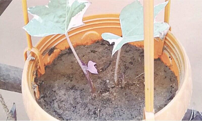 GARDENING: THE PINK FROST GARDENING: THE PINK FROST