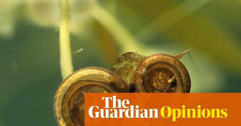 The Guardian view on Labour targeting nature: the problem isn’t snails, but a broken housing model