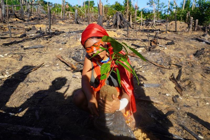 Del bosque arrasado a la mesa europea Del bosque arrasado a la mesa europea