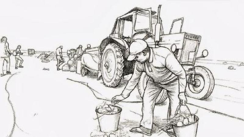 И что делать? Снова массово завозить гастарбайтеров? Министр сельского хозяйства пожаловалась на дефицит кадров в отрасли