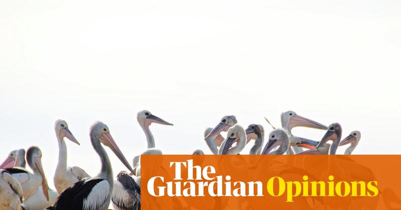 Birding is a heightened state with a strange loss of self. Once you start, it’s hard to stop
