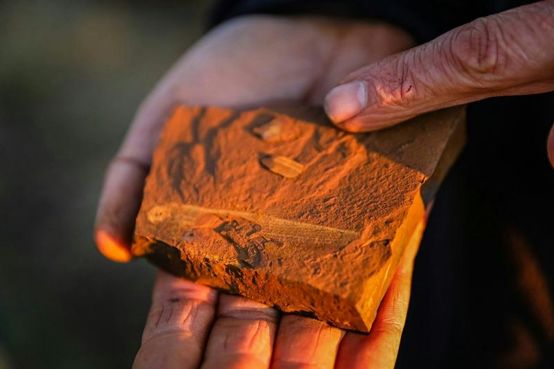 Unusual red rocks in Australia are rewriting the rules on exceptional fossil sites