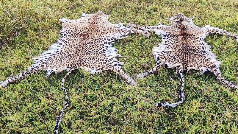 ‘ഒറിജിനല്‍ പുള്ളി തന്നെയാണത്, തുളപ്പാട് കണ്ടില്ലേ?’; പെട്രോള്‍ പമ്പിലെ പുലിത്തോലും ഒരു റെയ്ഡ് ഓര്‍മ്മയും